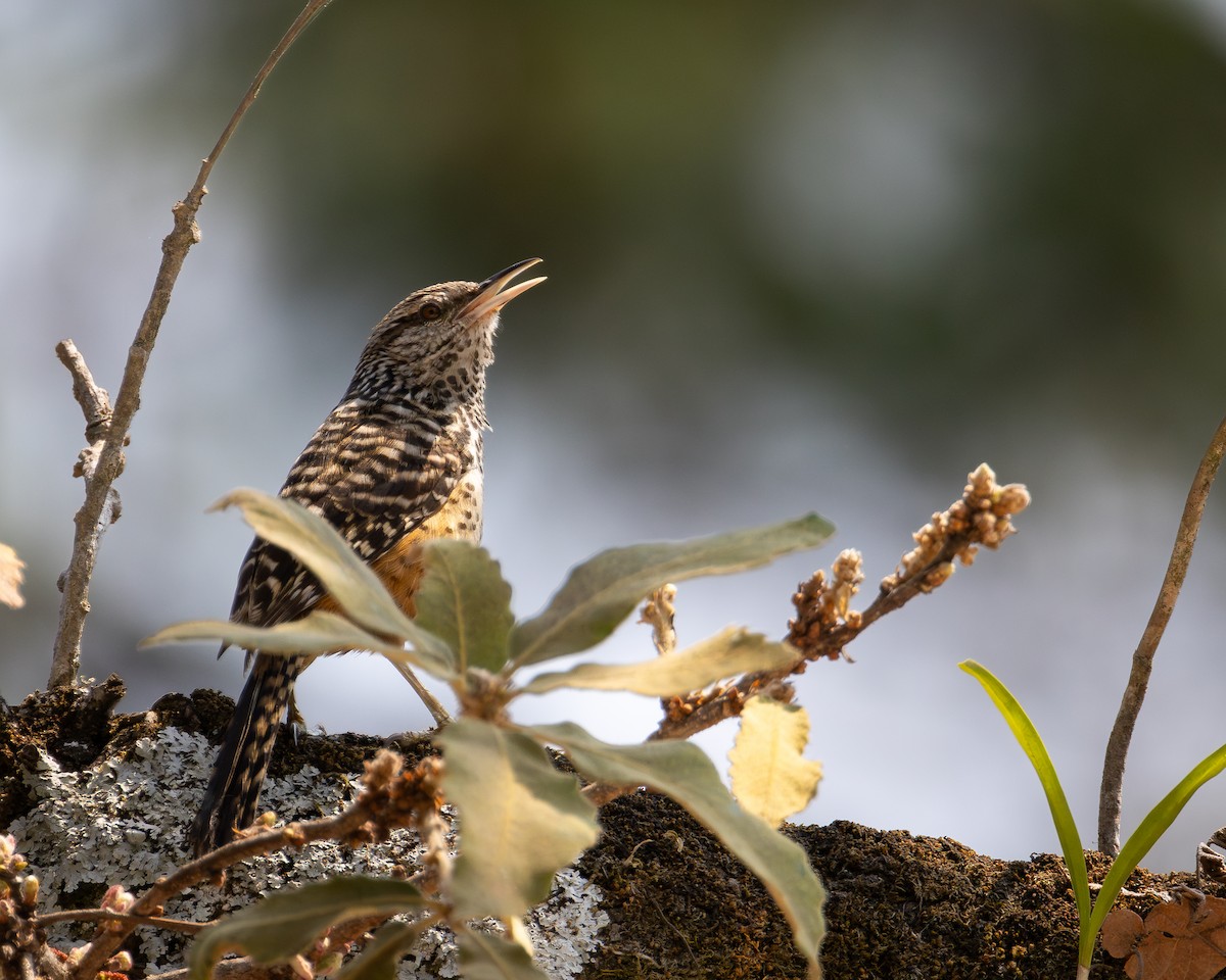 Band-backed Wren - Ligia y Carlos Marroquín Pimentel