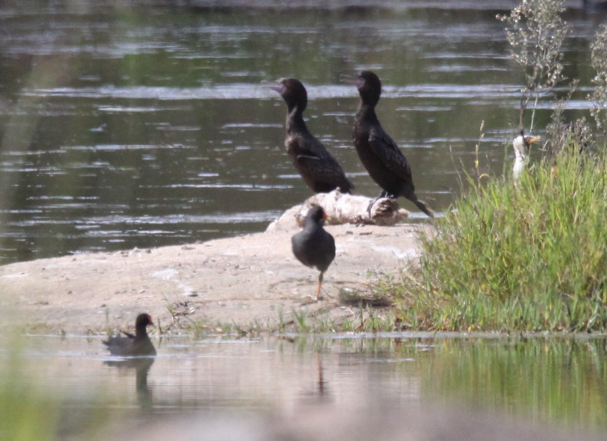 Little Black Cormorant - ML617026285