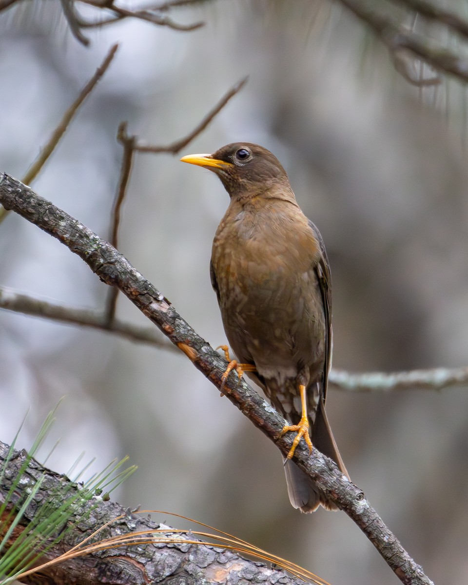 Rufous-collared Robin - Ligia y Carlos Marroquín Pimentel