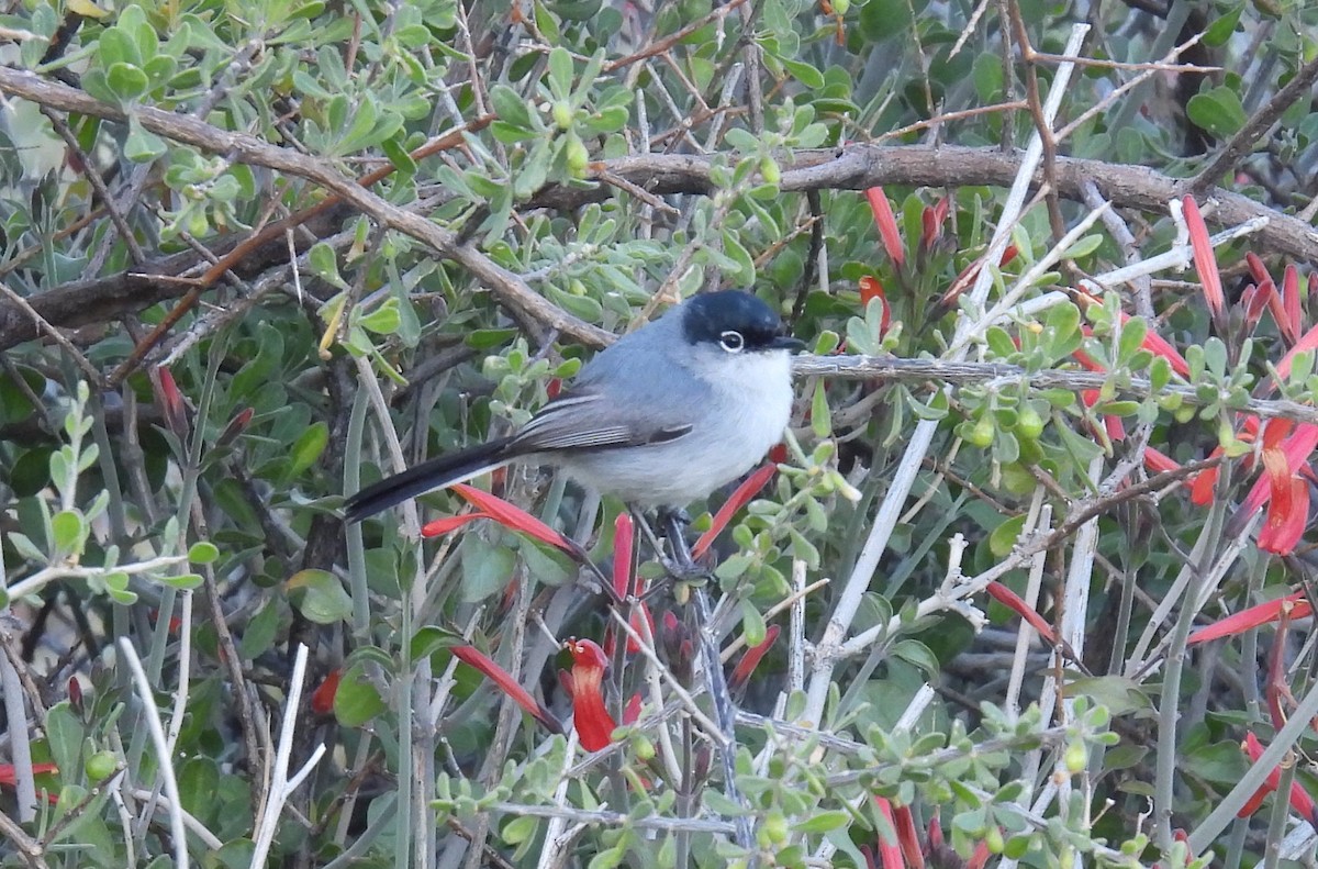 Black-tailed Gnatcatcher - ML617026288