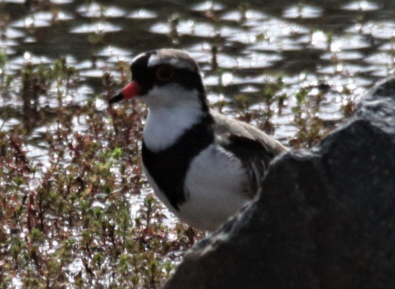 Black-fronted Dotterel - Richard Shirky