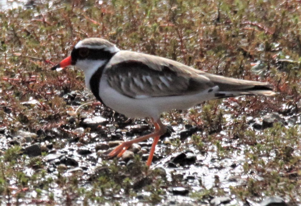 Black-fronted Dotterel - Richard Shirky