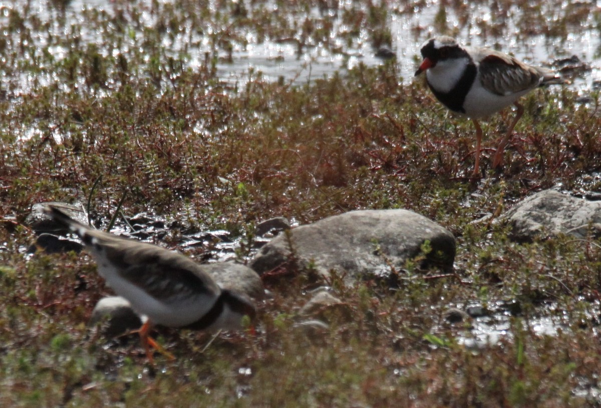 Black-fronted Dotterel - Richard Shirky