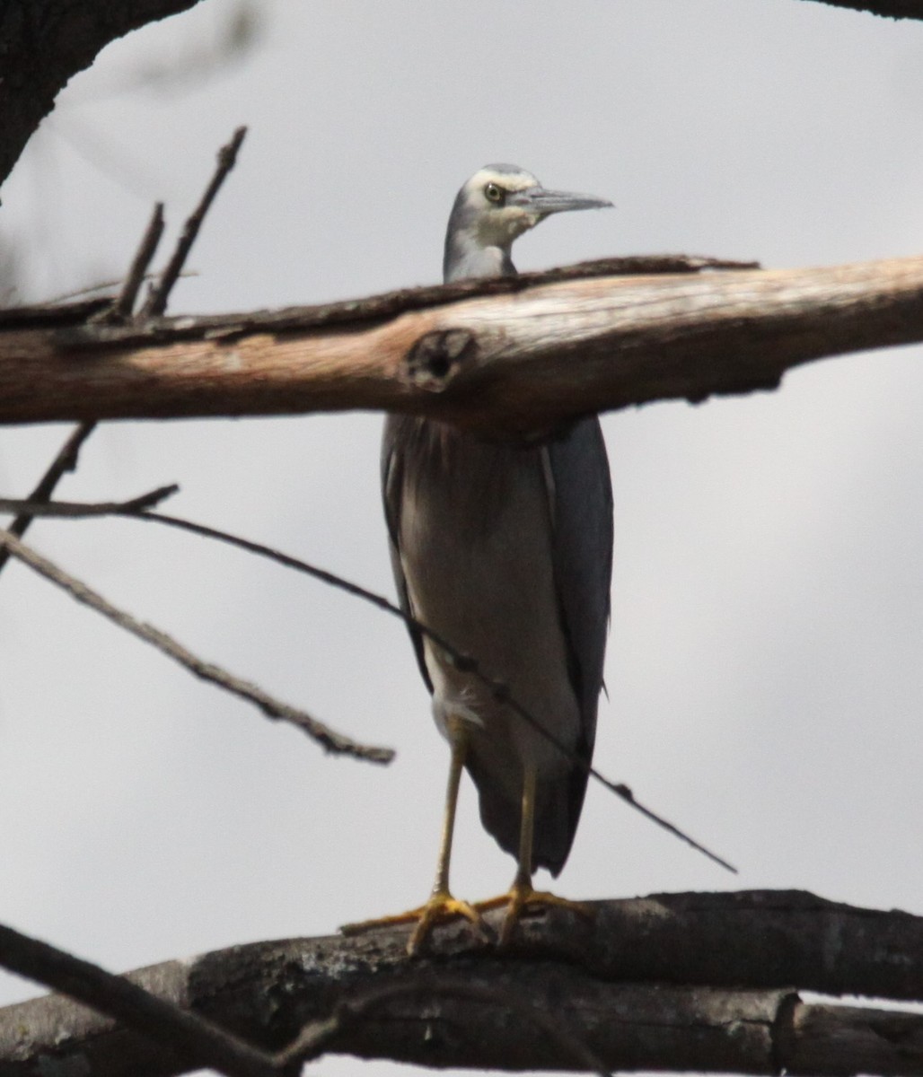 White-faced Heron - ML617026304