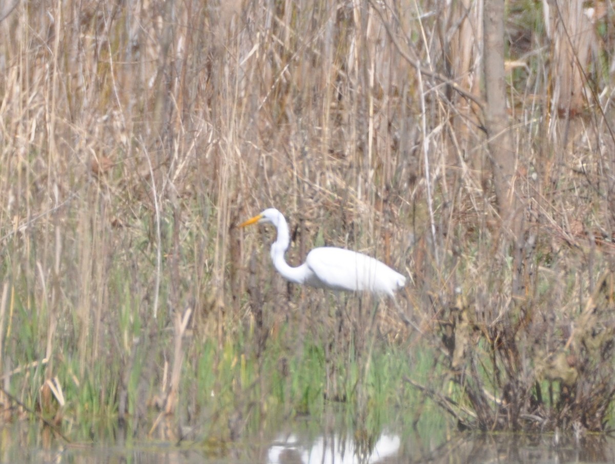 Great Egret - ML617026306