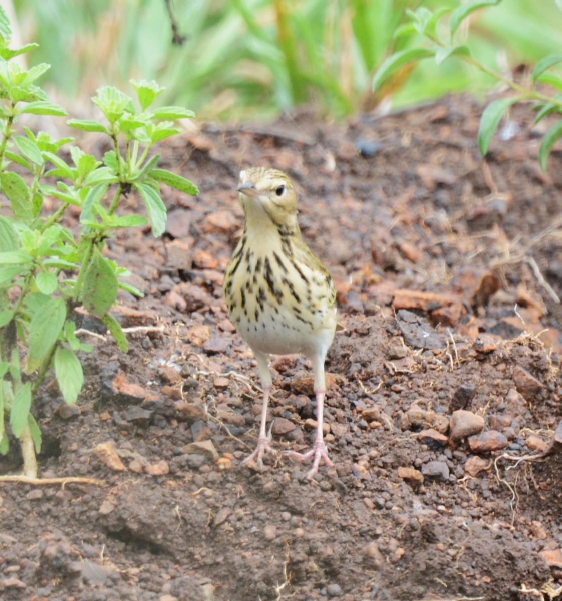 Tree Pipit - Bertina K