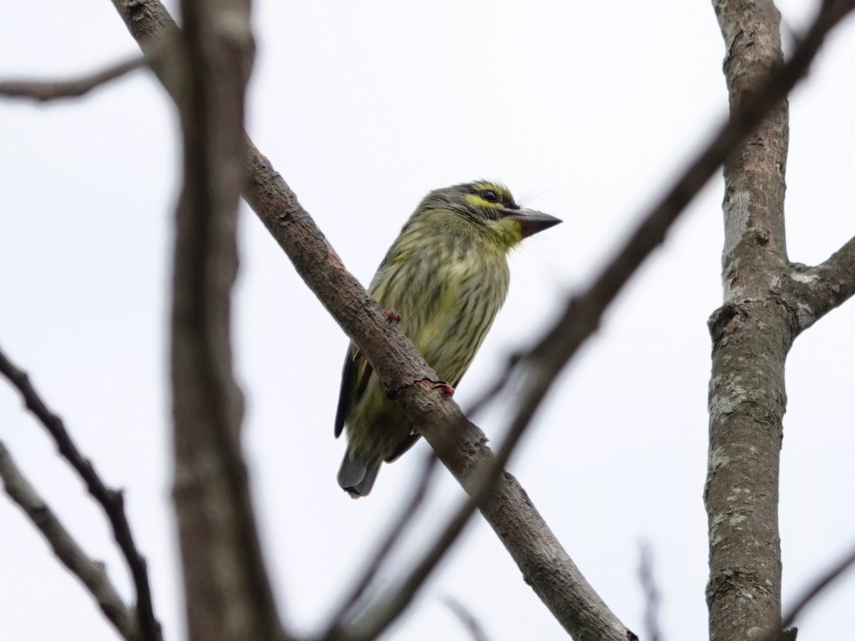 Coppersmith Barbet - ML617026327