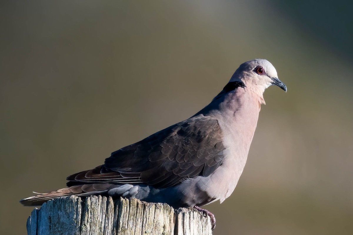 Red-eyed Dove - Terence Alexander