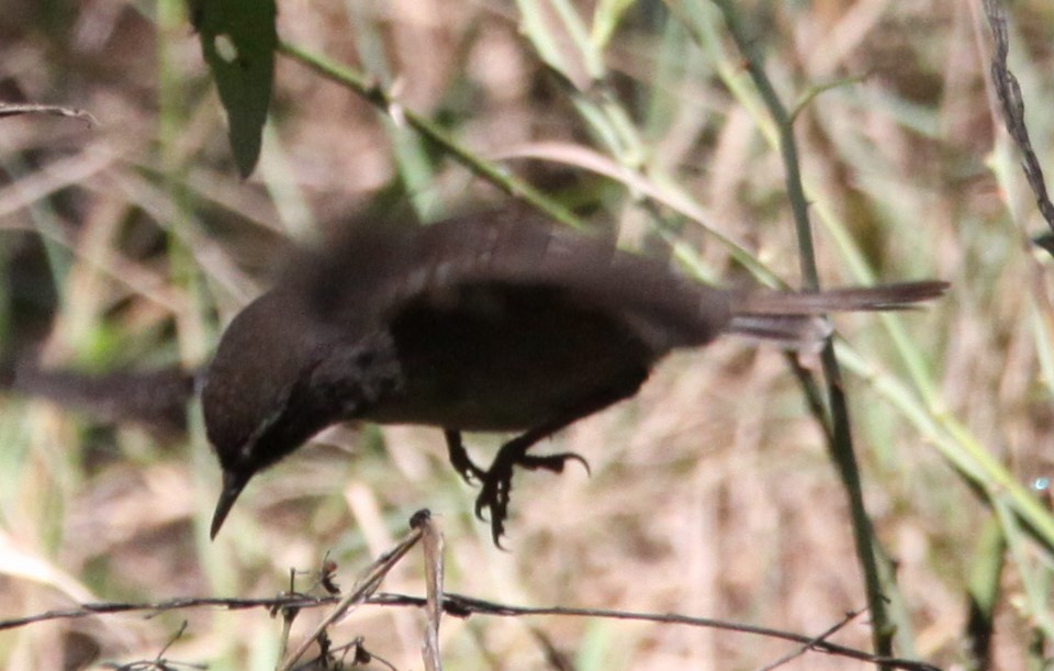 White-browed Scrubwren - Richard Shirky