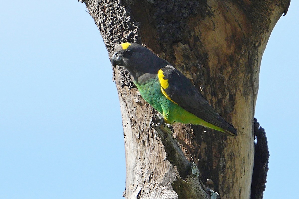 Meyer's Parrot - ML617026368