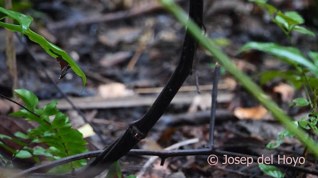 Ocellated Antbird - ML617026376