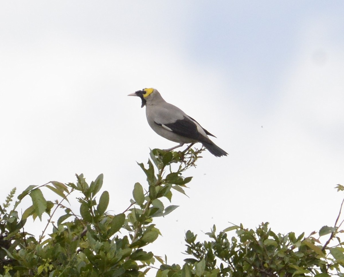 Wattled Starling - Bertina K