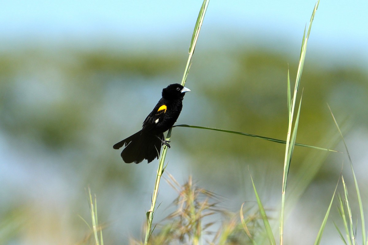 White-winged Widowbird - Dave Rimmer