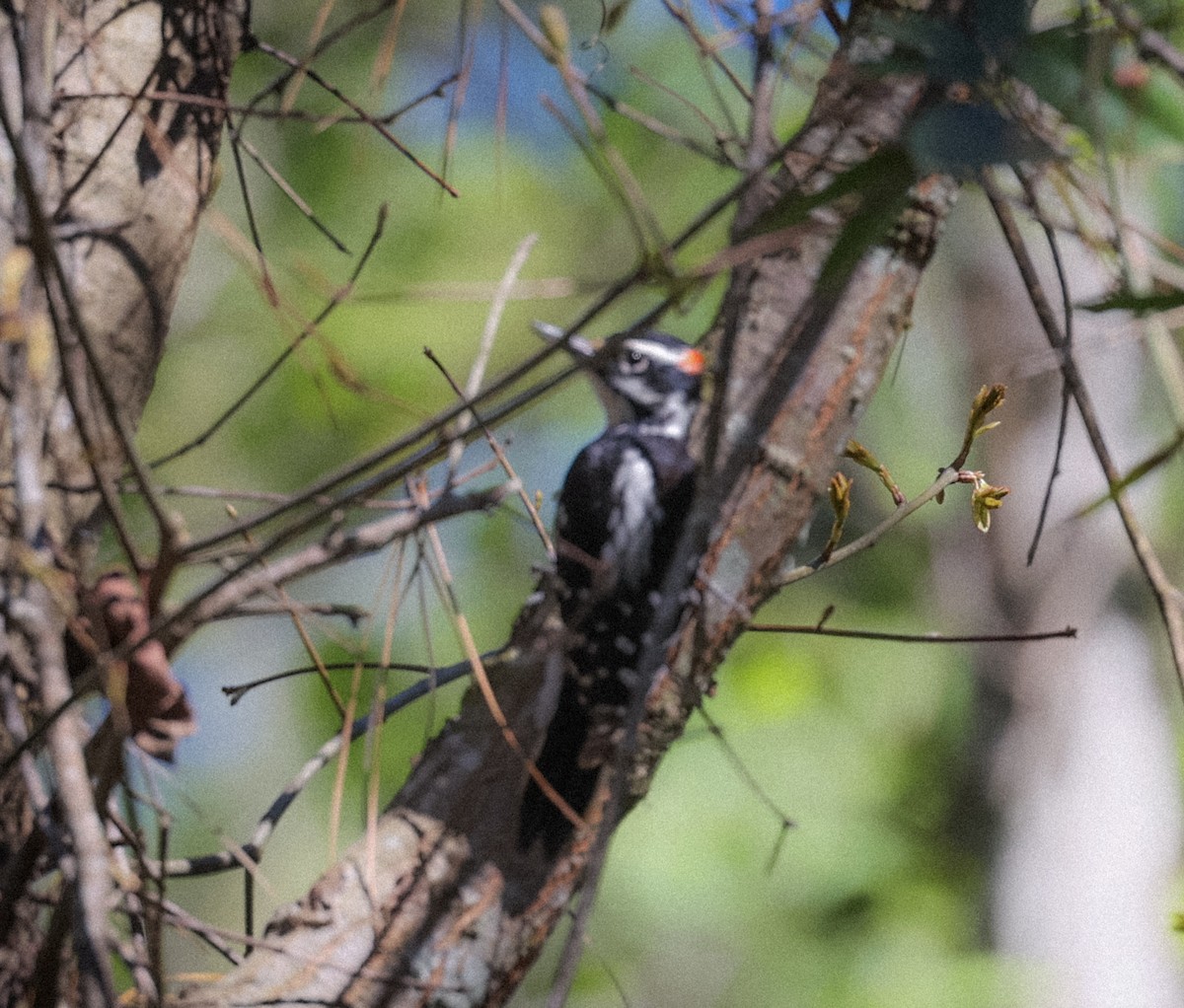 Hairy Woodpecker - Jill Falasco