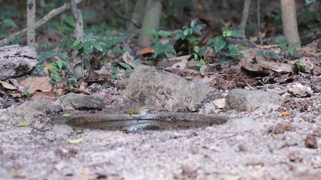 Pale-legged Leaf Warbler - ML617026480
