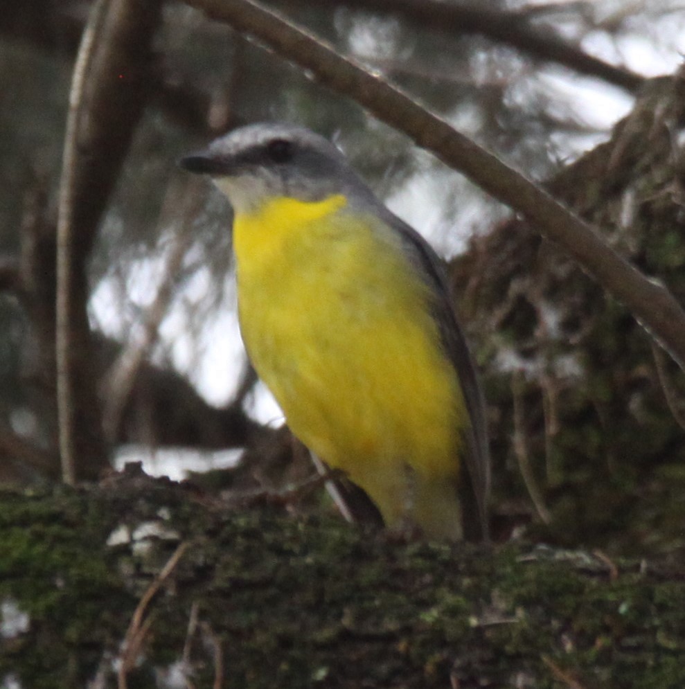 Eastern Yellow Robin - Richard Shirky