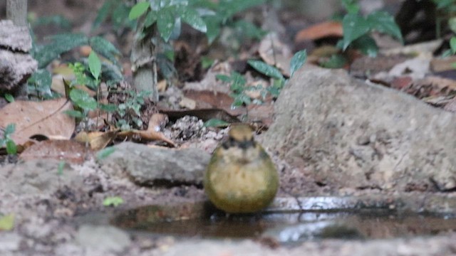 Bar-bellied Pitta - ML617026535