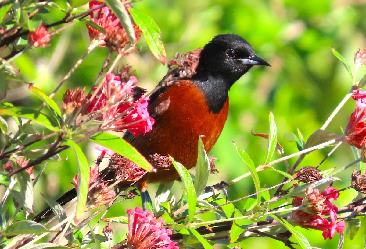 Orchard Oriole - ML617026554