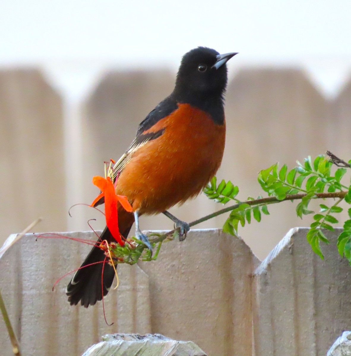 Orchard Oriole - ML617026556