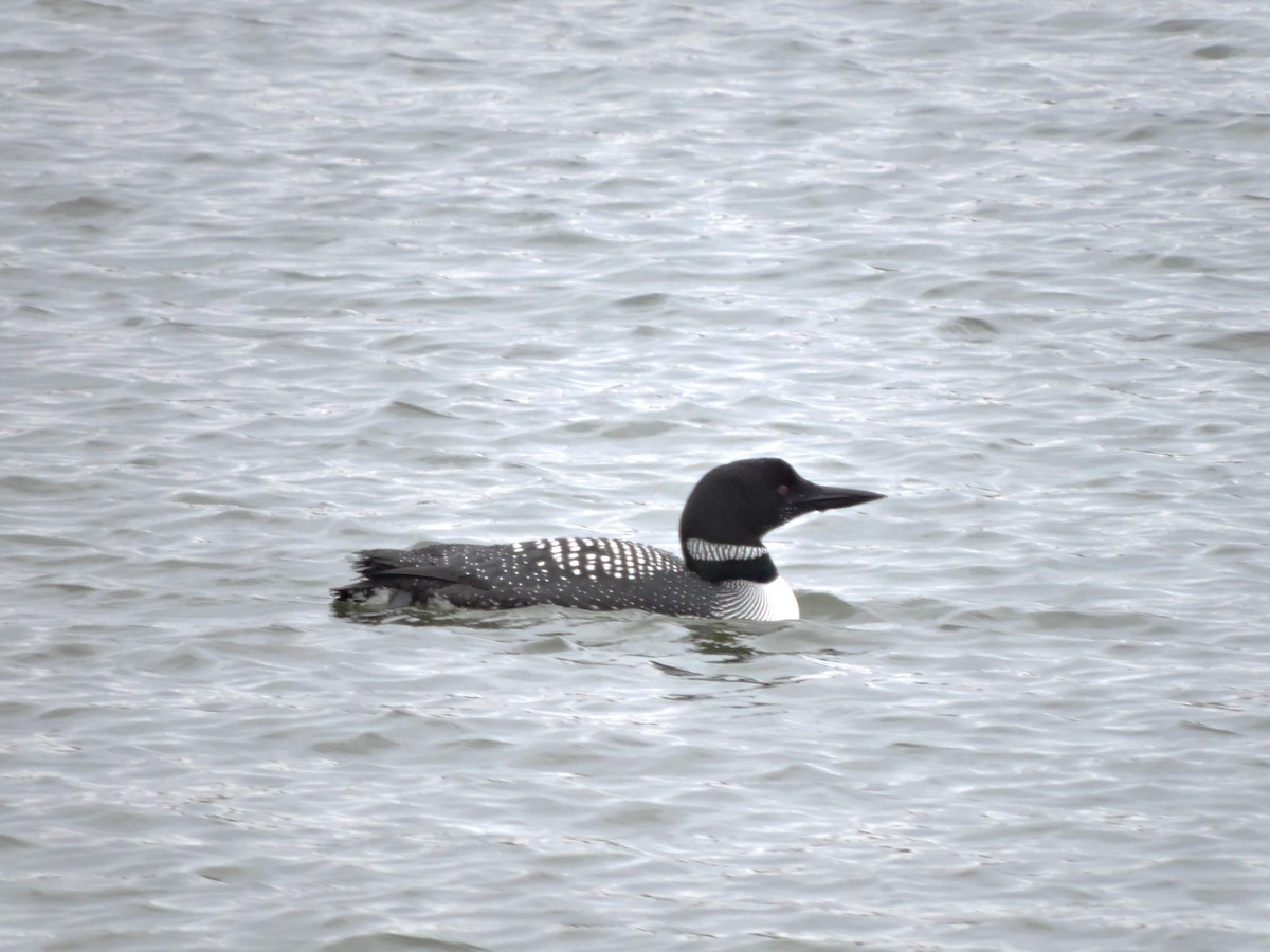 Common Loon - ML617026559