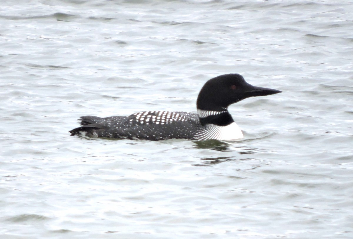 Common Loon - ML617026564