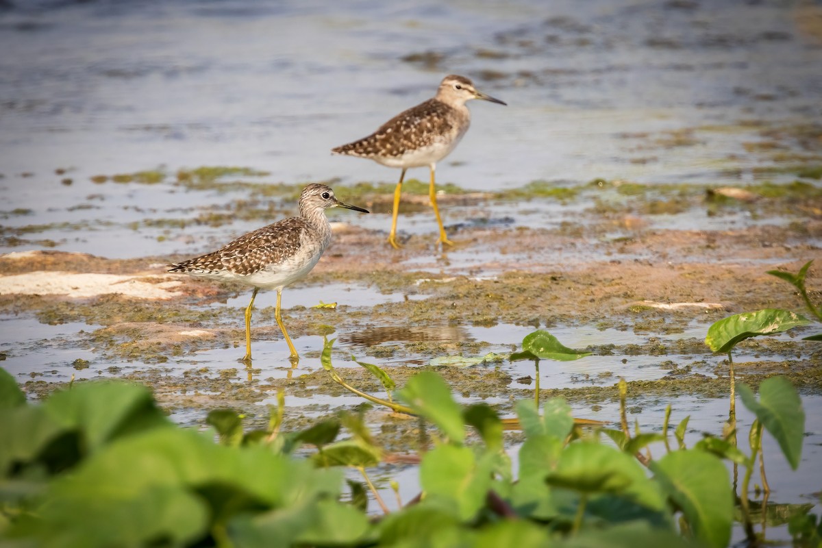 Wood Sandpiper - Michael Ortner