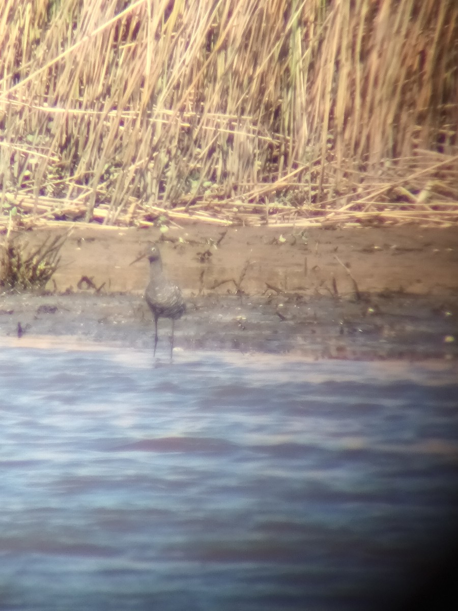 Spotted Redshank - ML617026669