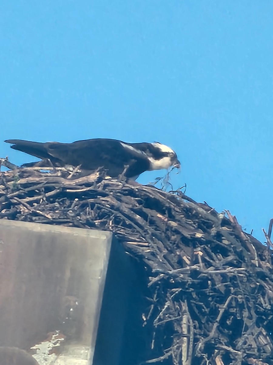 Osprey - Carrick Holbrook