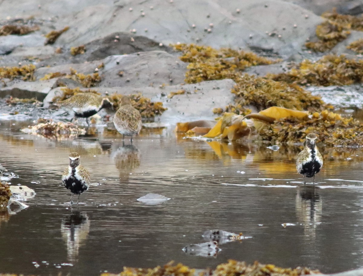 European Golden-Plover - ML617026777