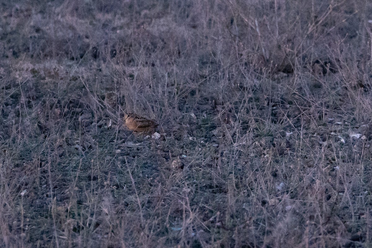 American Woodcock - ML617026782