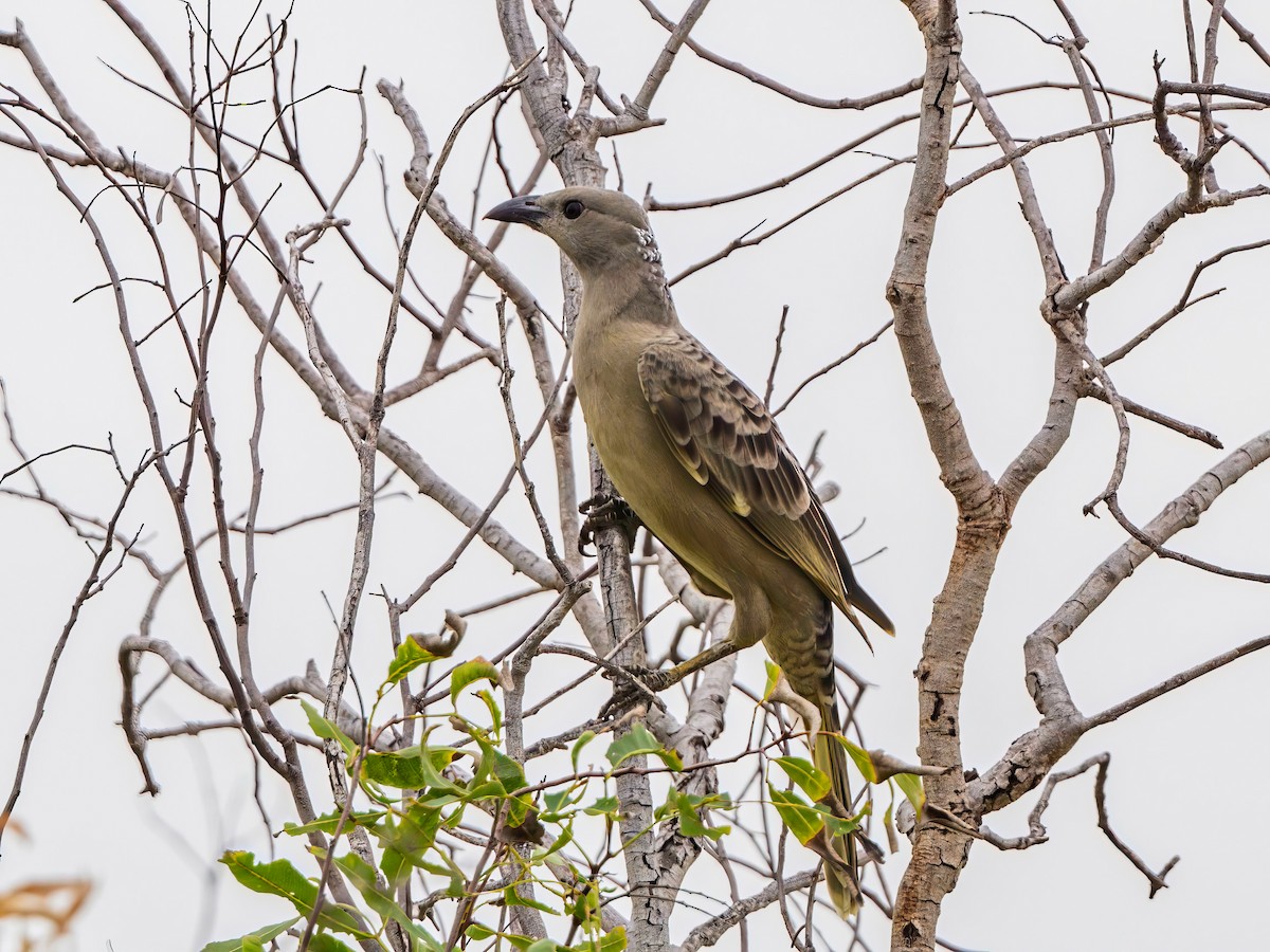 Great Bowerbird - Michael Sanders