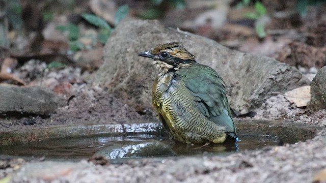 Bar-bellied Pitta - ML617026802