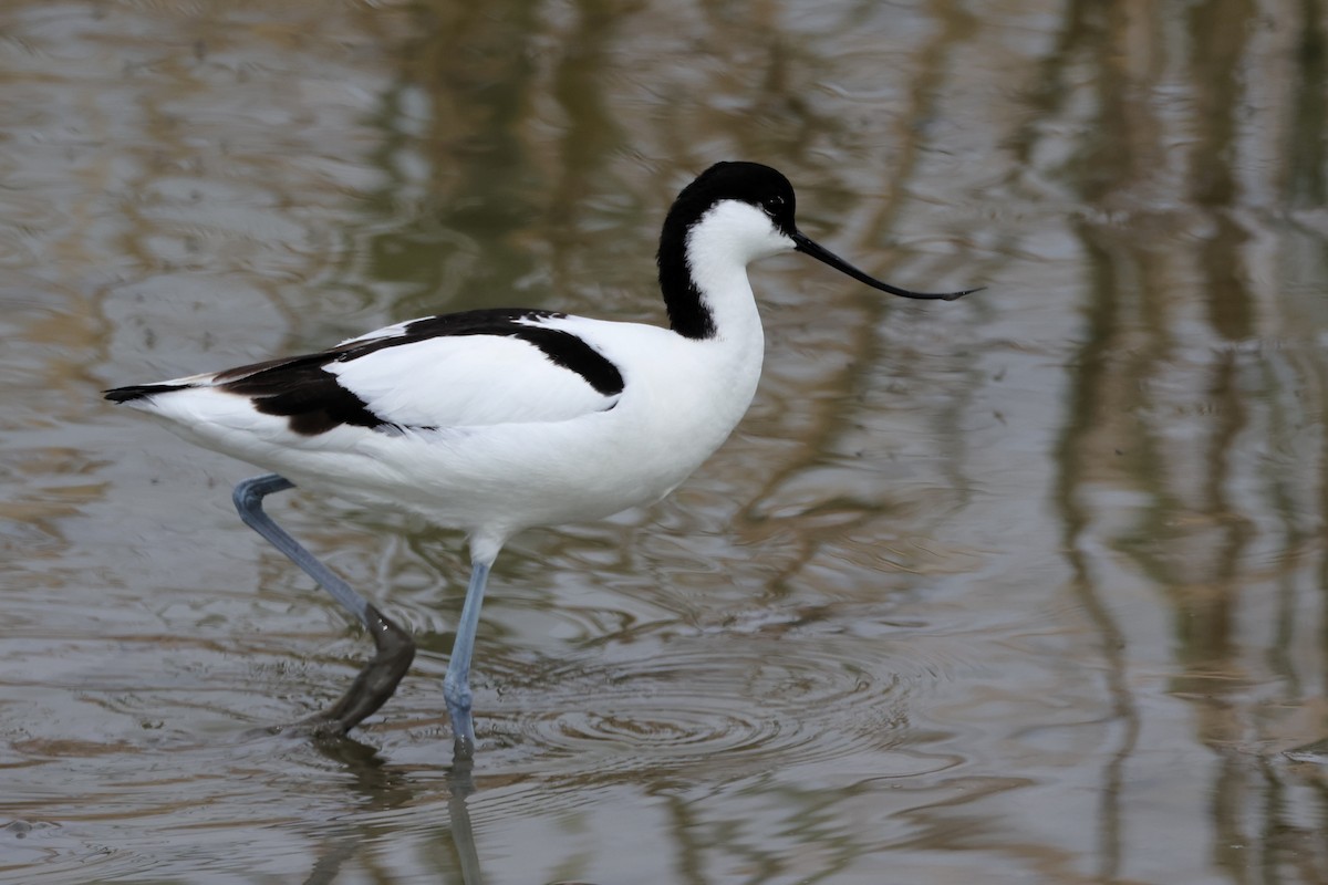 Pied Avocet - ML617026818