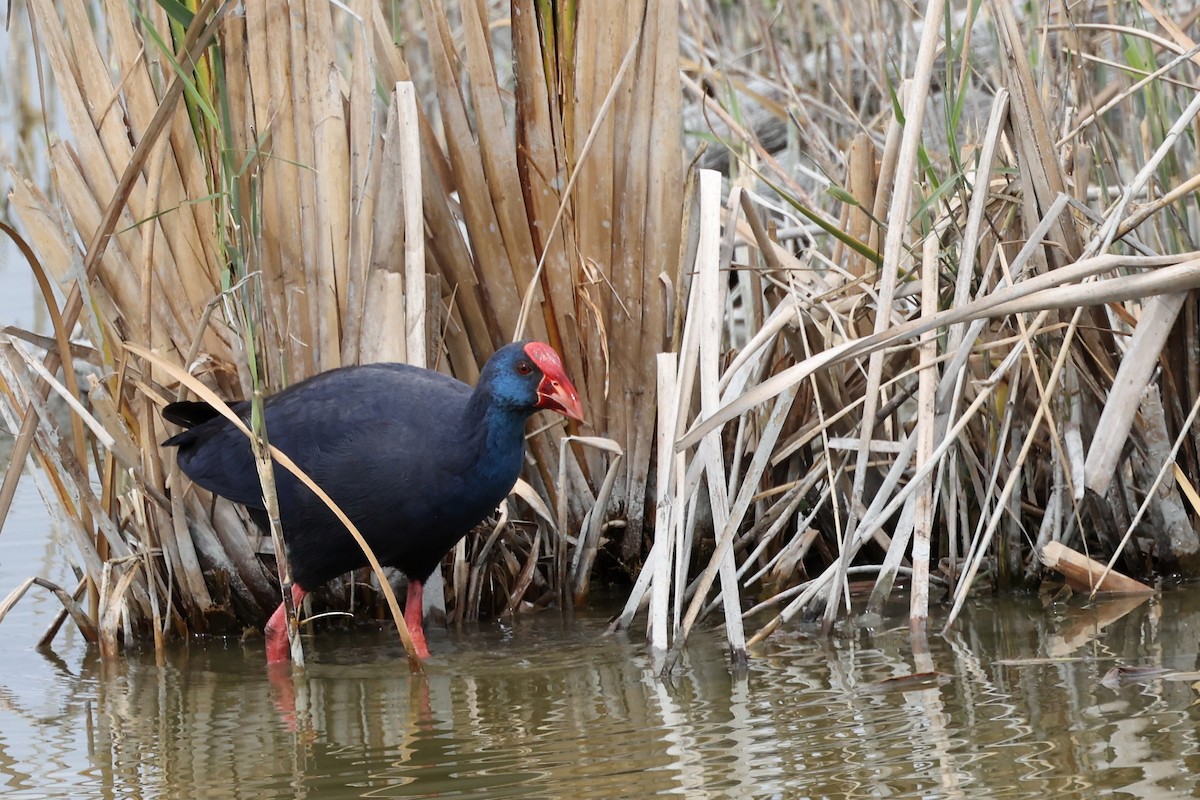 Western Swamphen - ML617026824