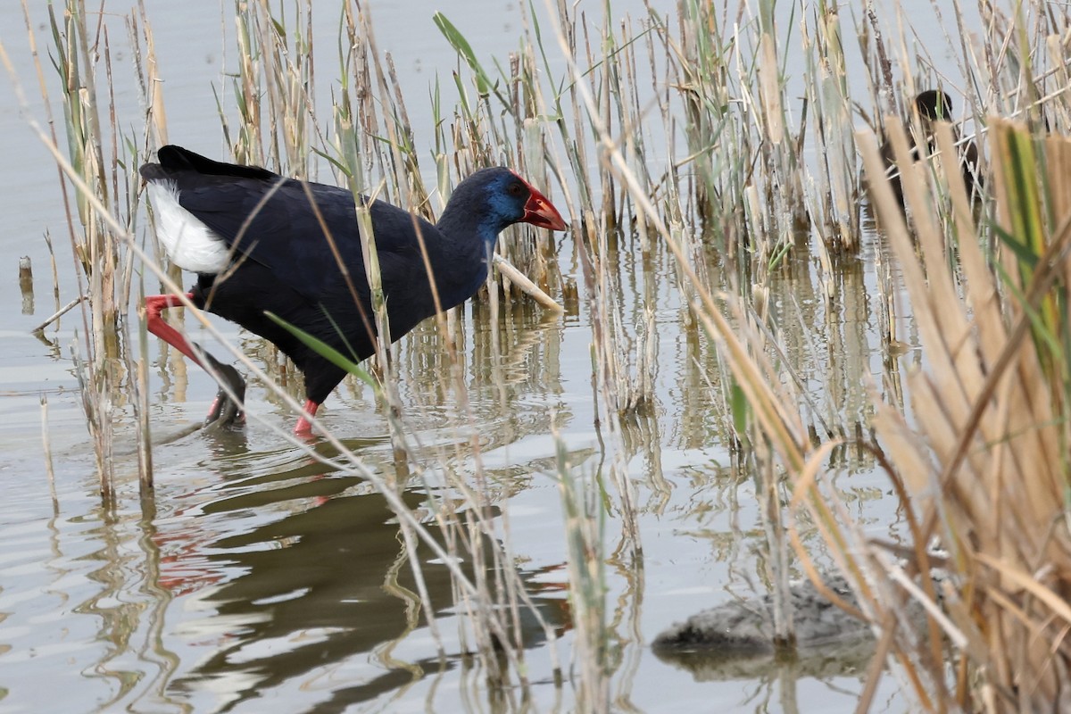 Western Swamphen - ML617026842