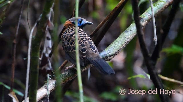 Ocellated Antbird - ML617026843