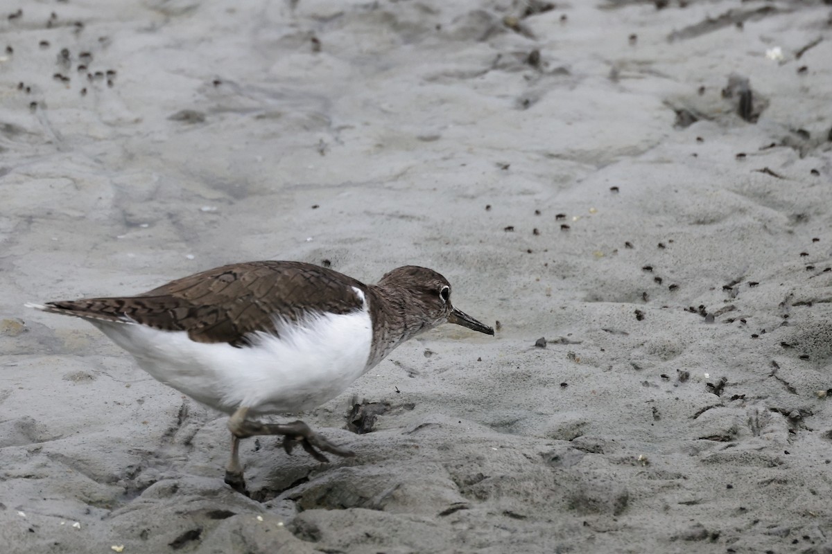 Common Sandpiper - ML617026891