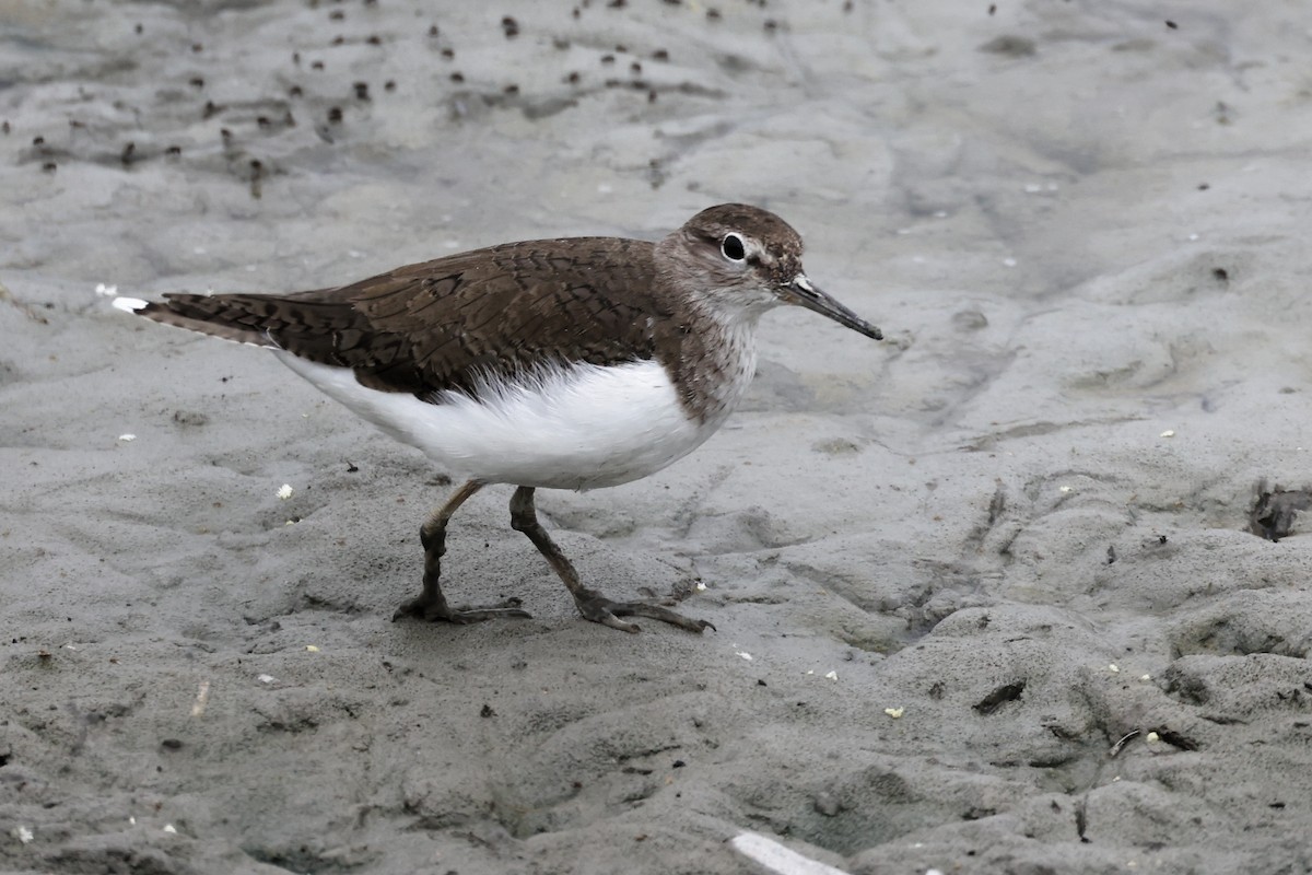 Common Sandpiper - ML617026892