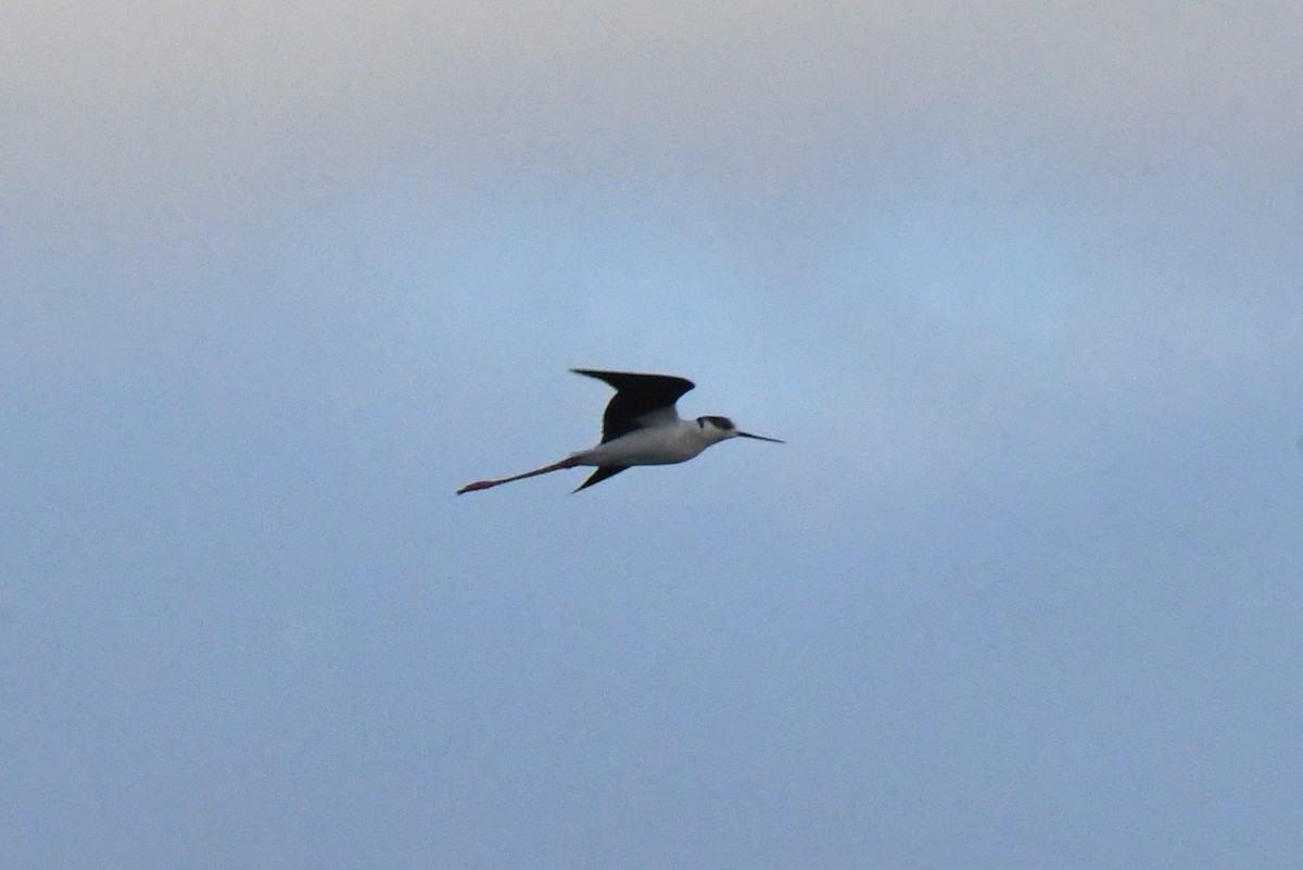 Black-winged Stilt - ML617026920