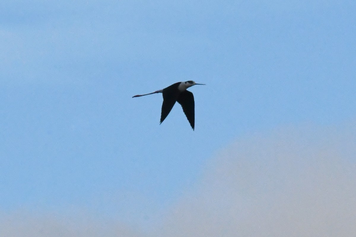 Black-winged Stilt - ML617026921