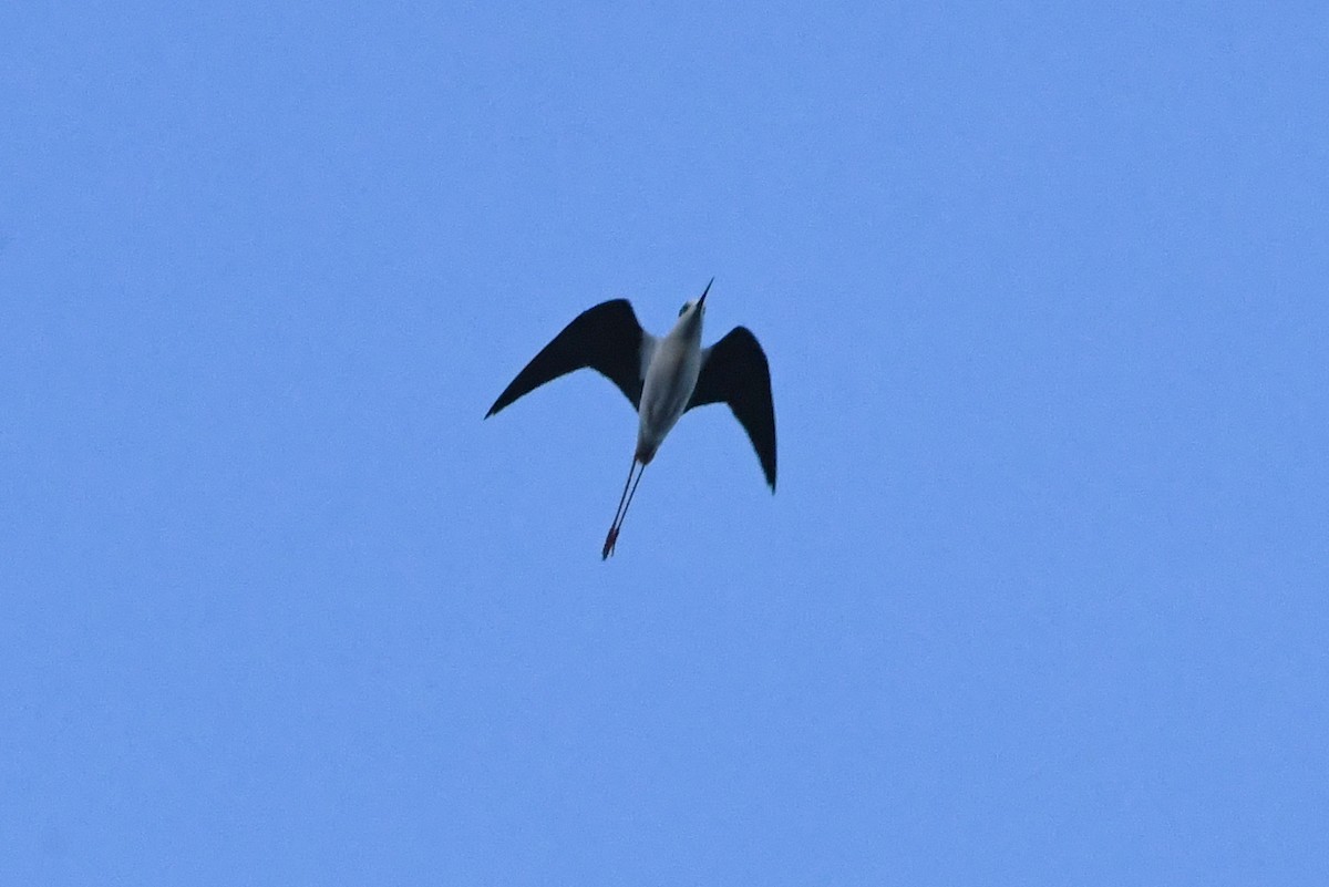 Black-winged Stilt - ML617026924