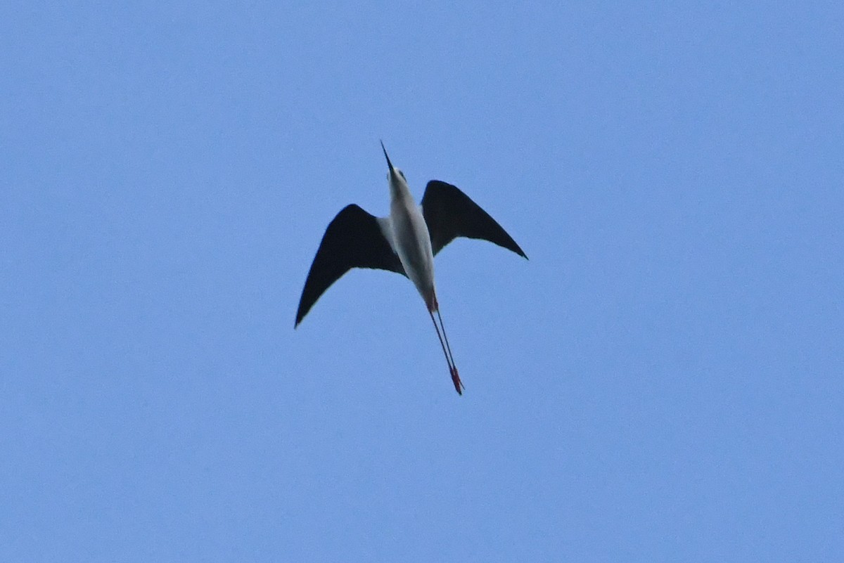 Black-winged Stilt - ML617026927