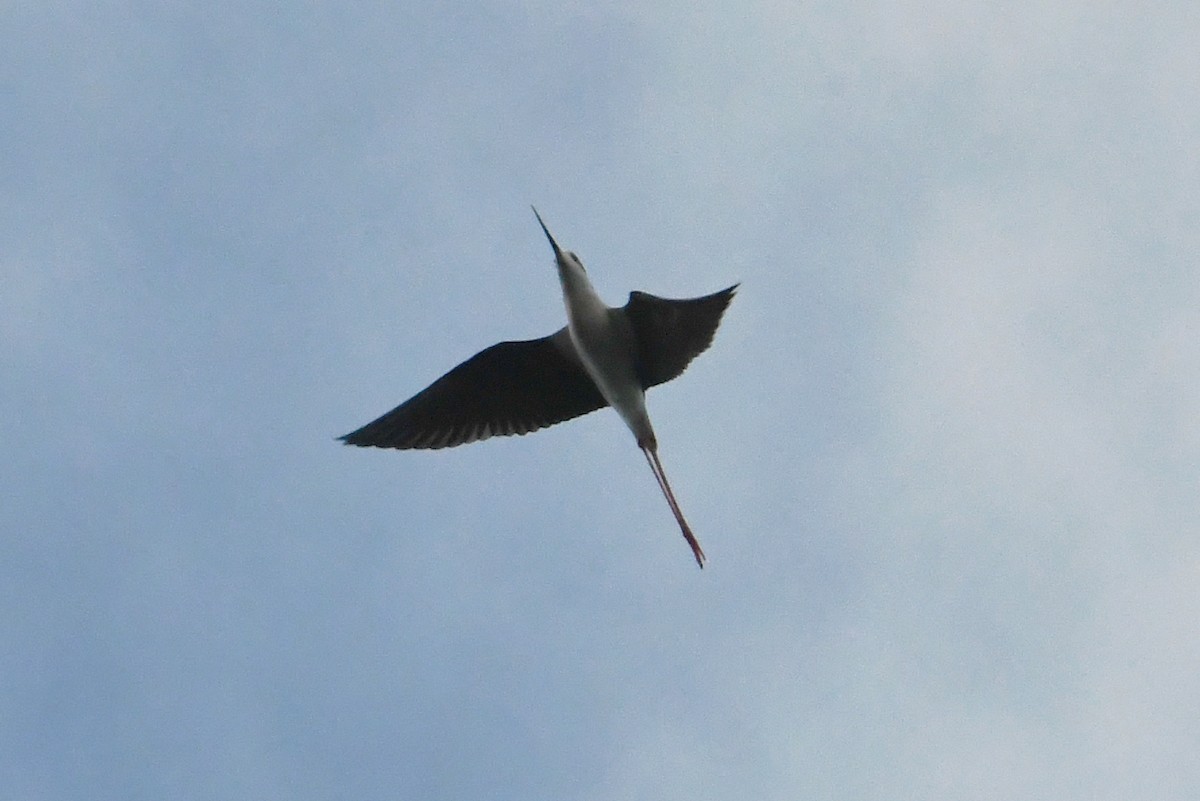 Black-winged Stilt - ML617026928