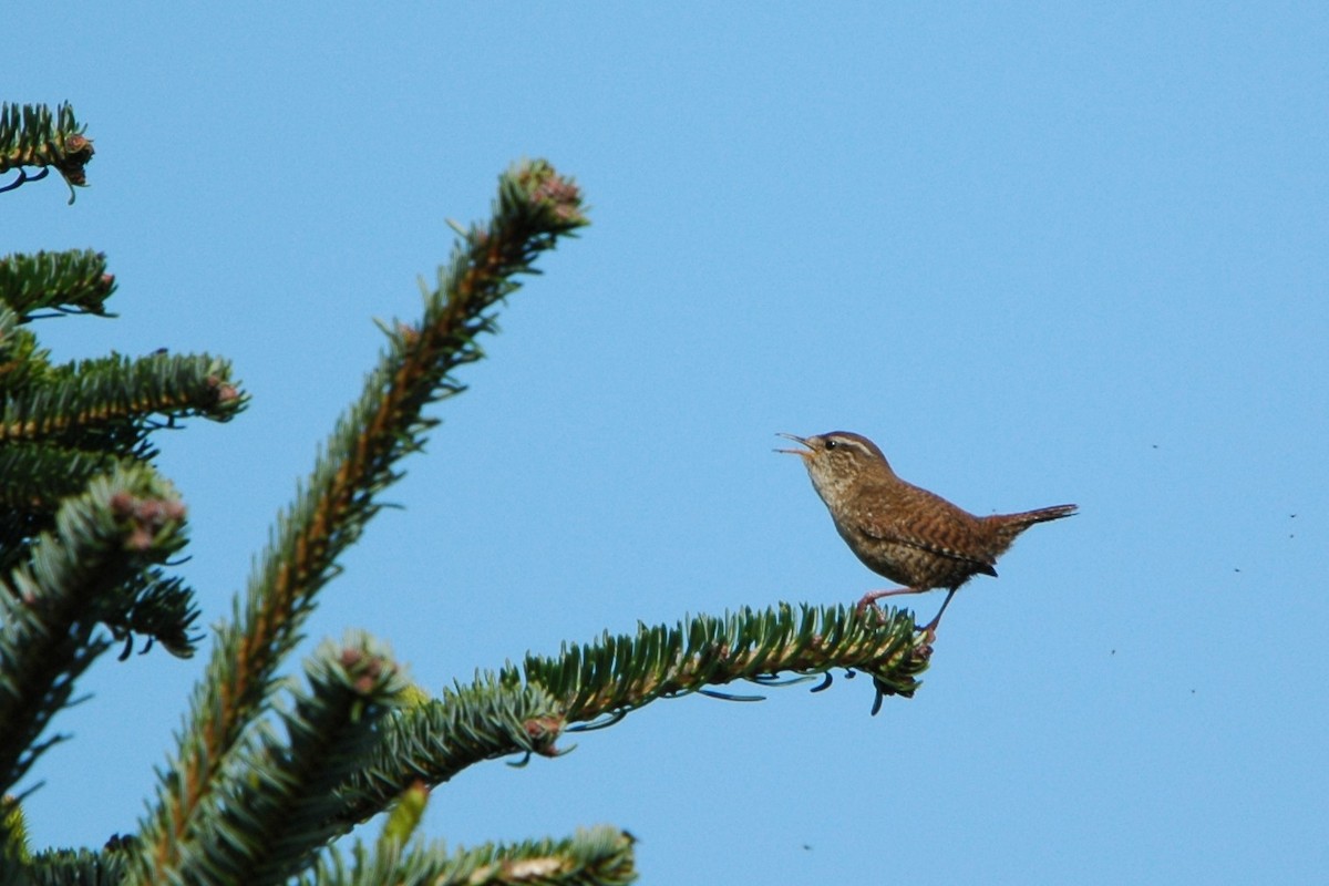 Eurasian Wren - ML617026987