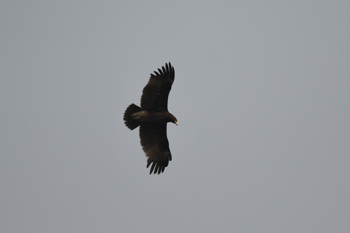 Бор бүргэд - ML617027014