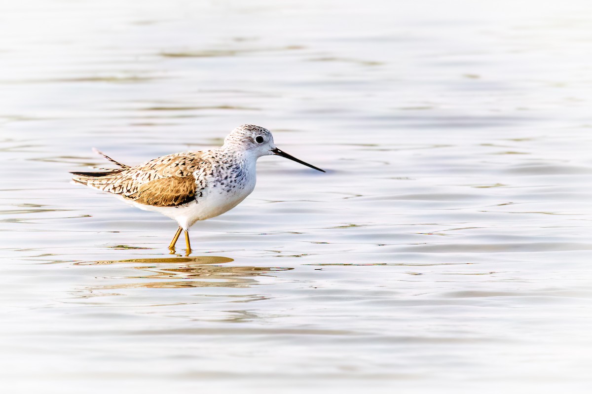 Marsh Sandpiper - ML617027035