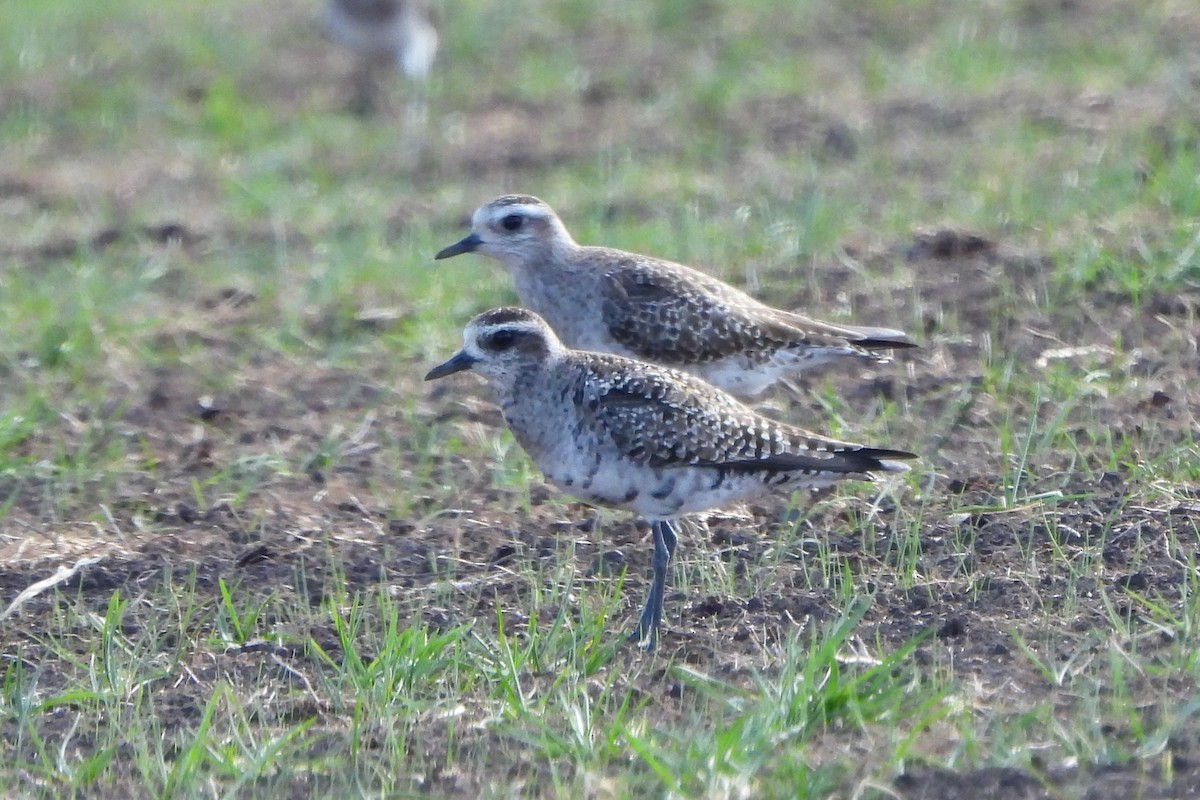 American Golden-Plover - ML617027045