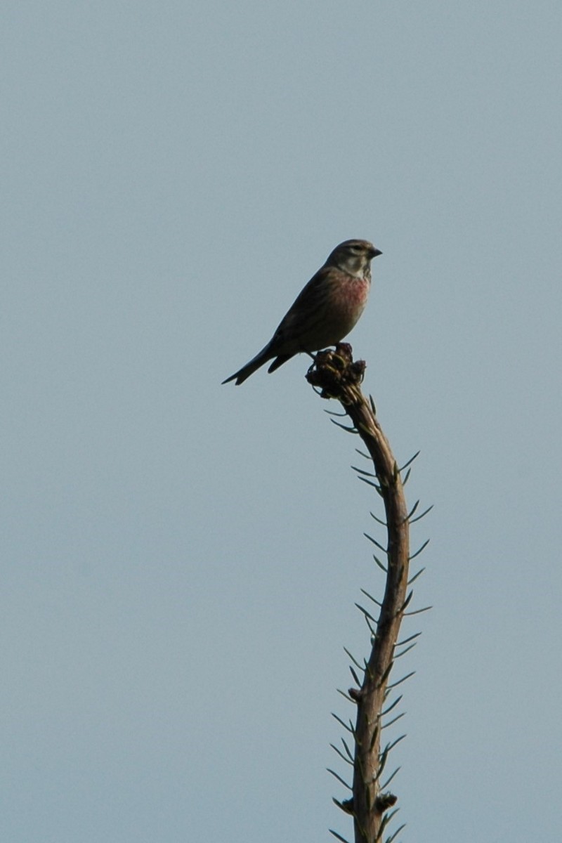 Eurasian Linnet - ML617027050