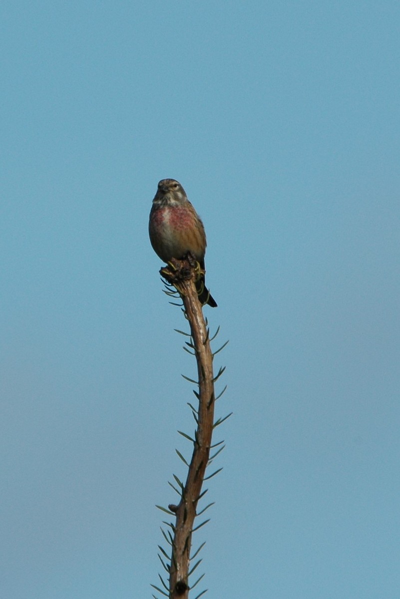 Eurasian Linnet - ML617027052