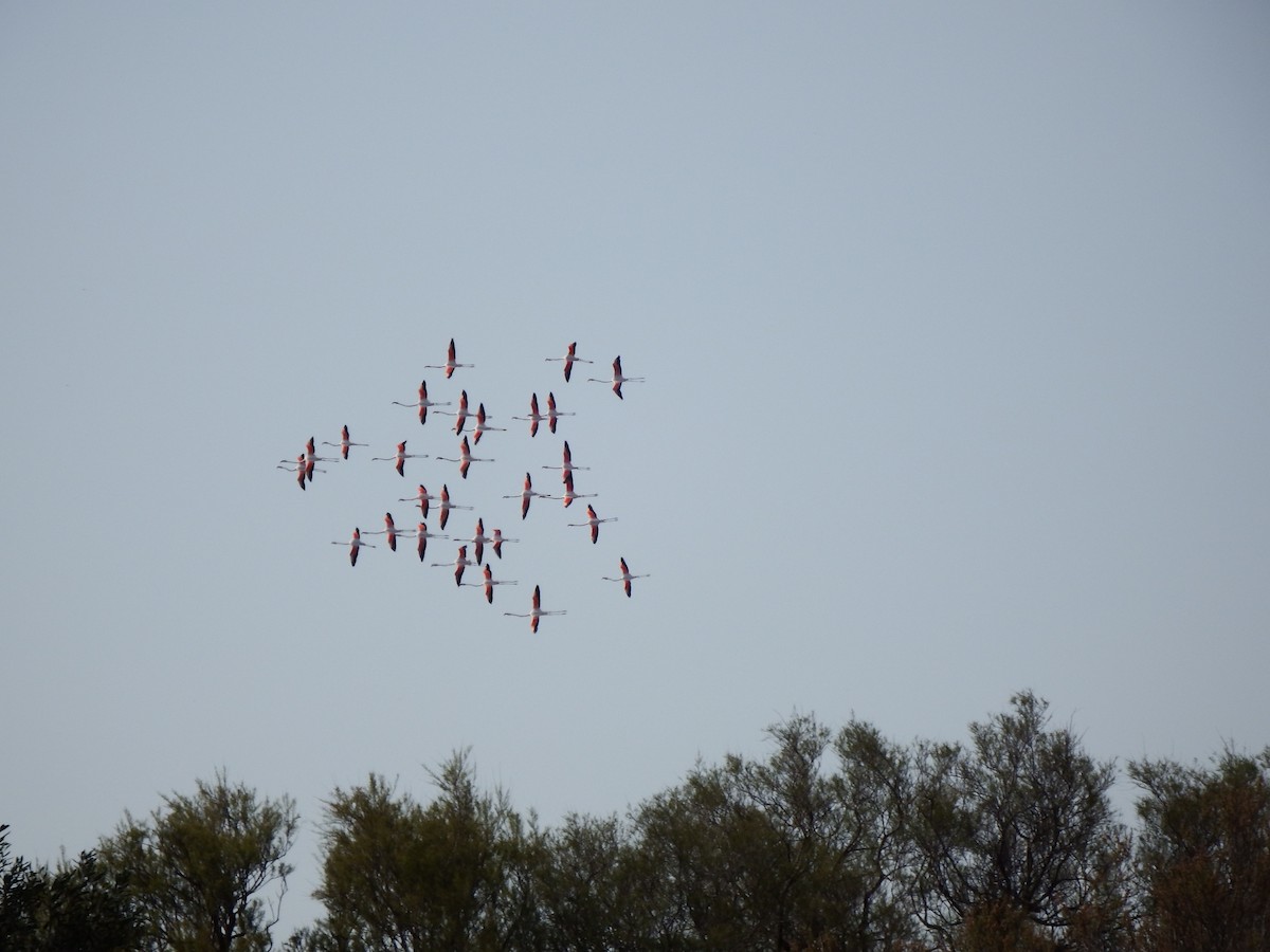 Flamant rose - ML617027057